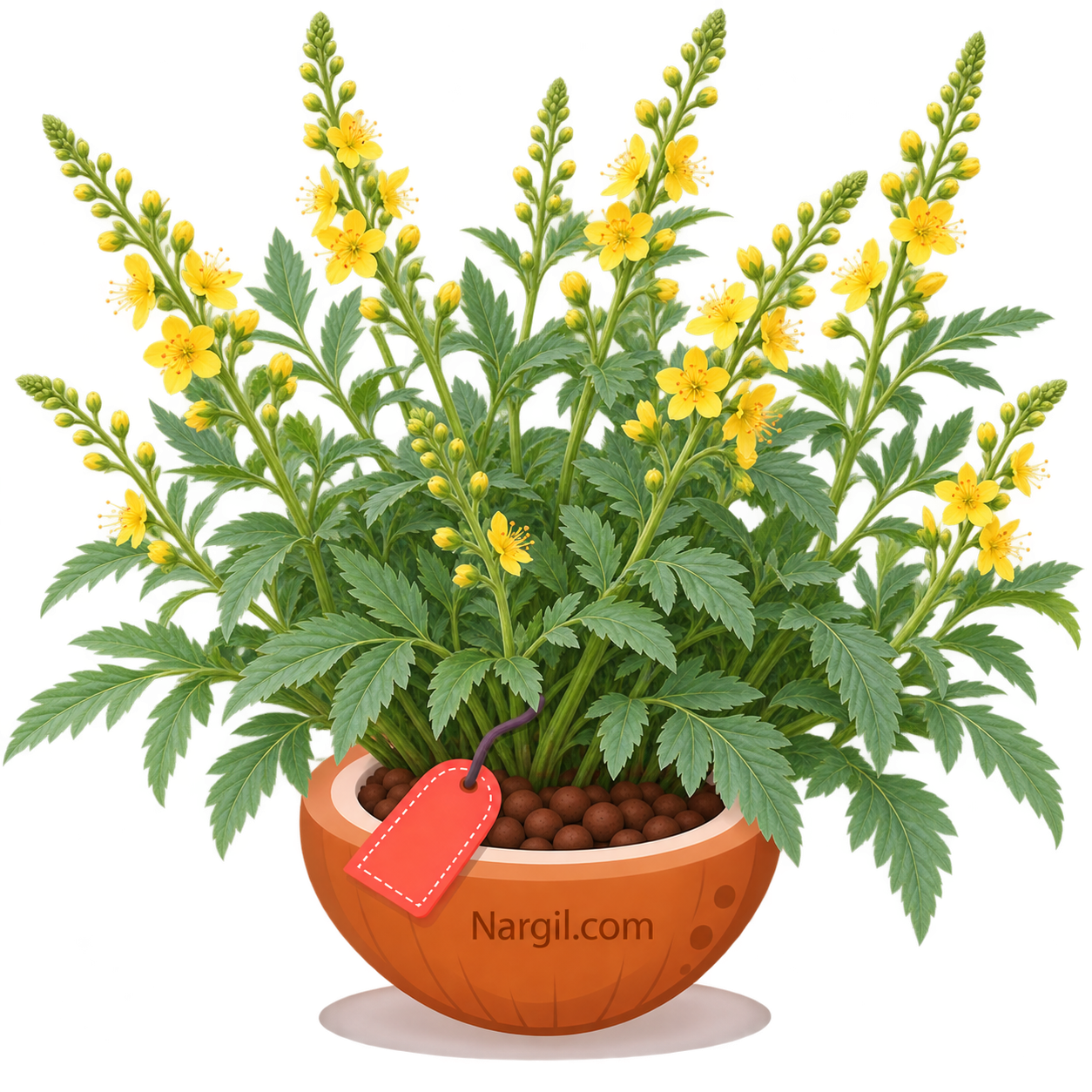 Nargil_Agrimonia Eupatoria